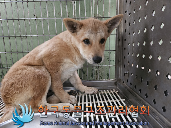 한국동물구조관리협회_441559202401348